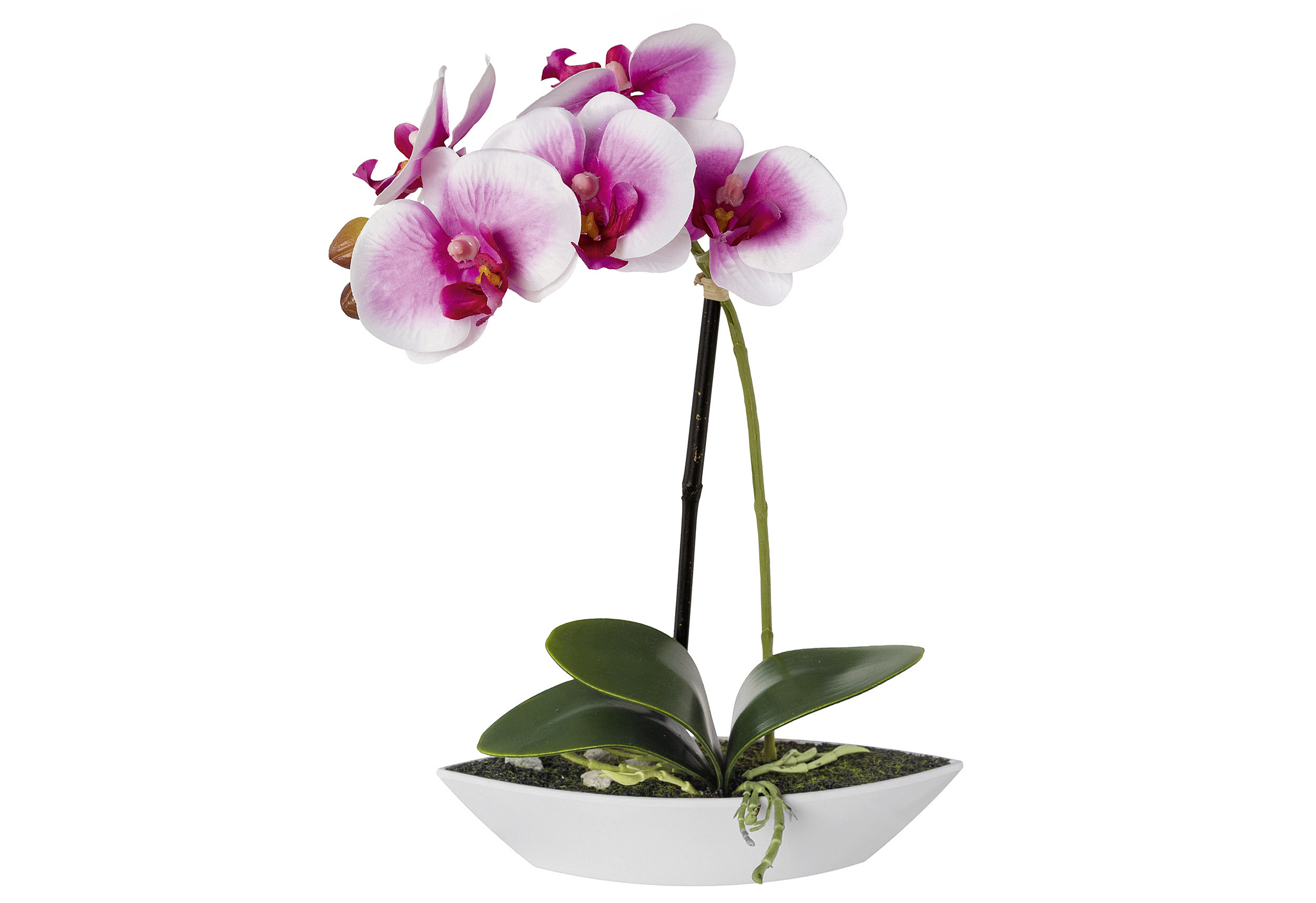 Phalenopsis in Schale oval 30cm weiß/lila