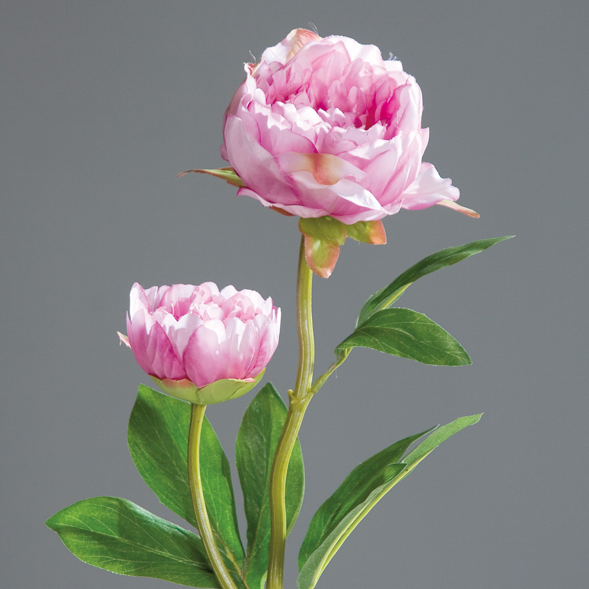 Magnolie
