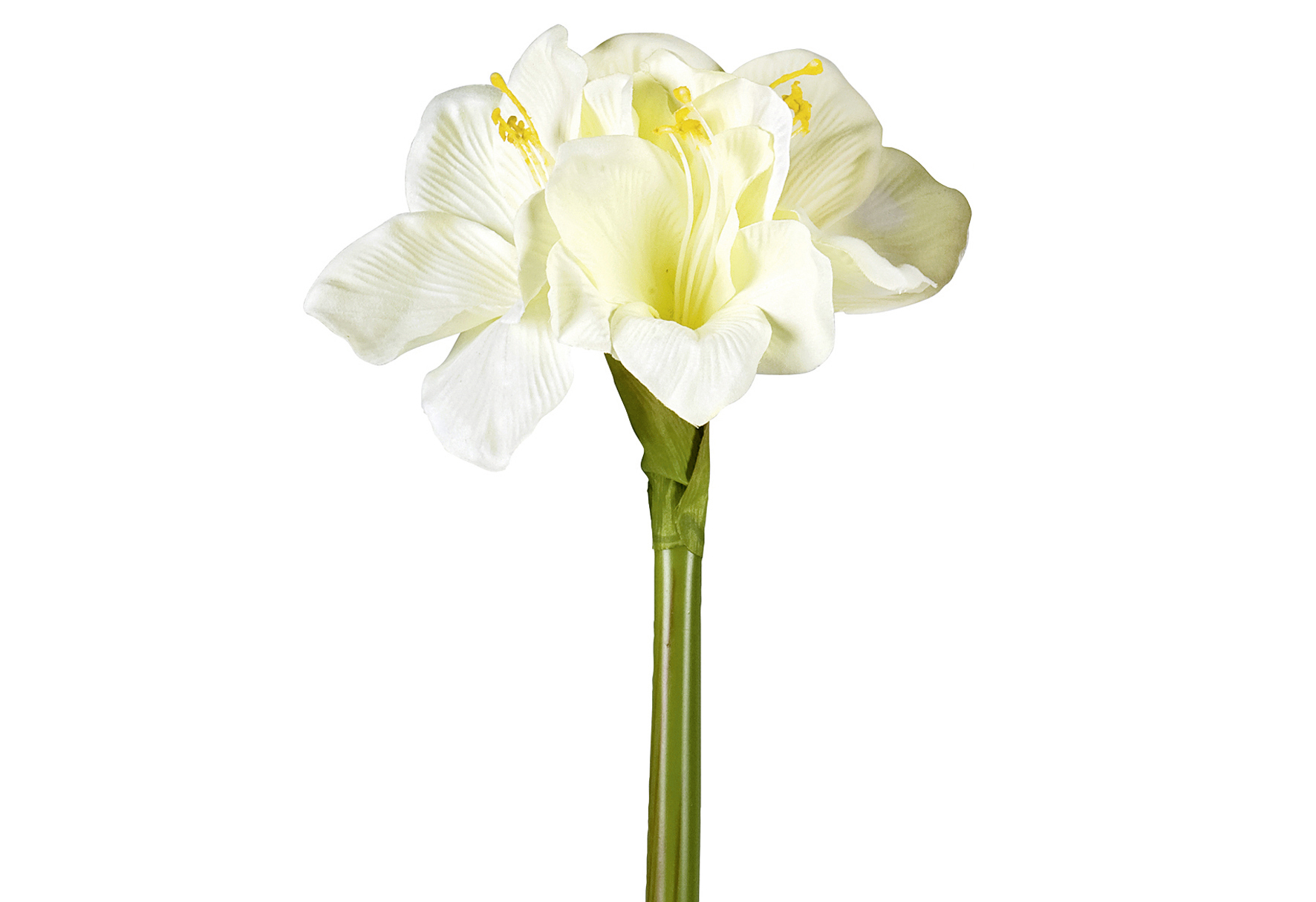 Amaryllis