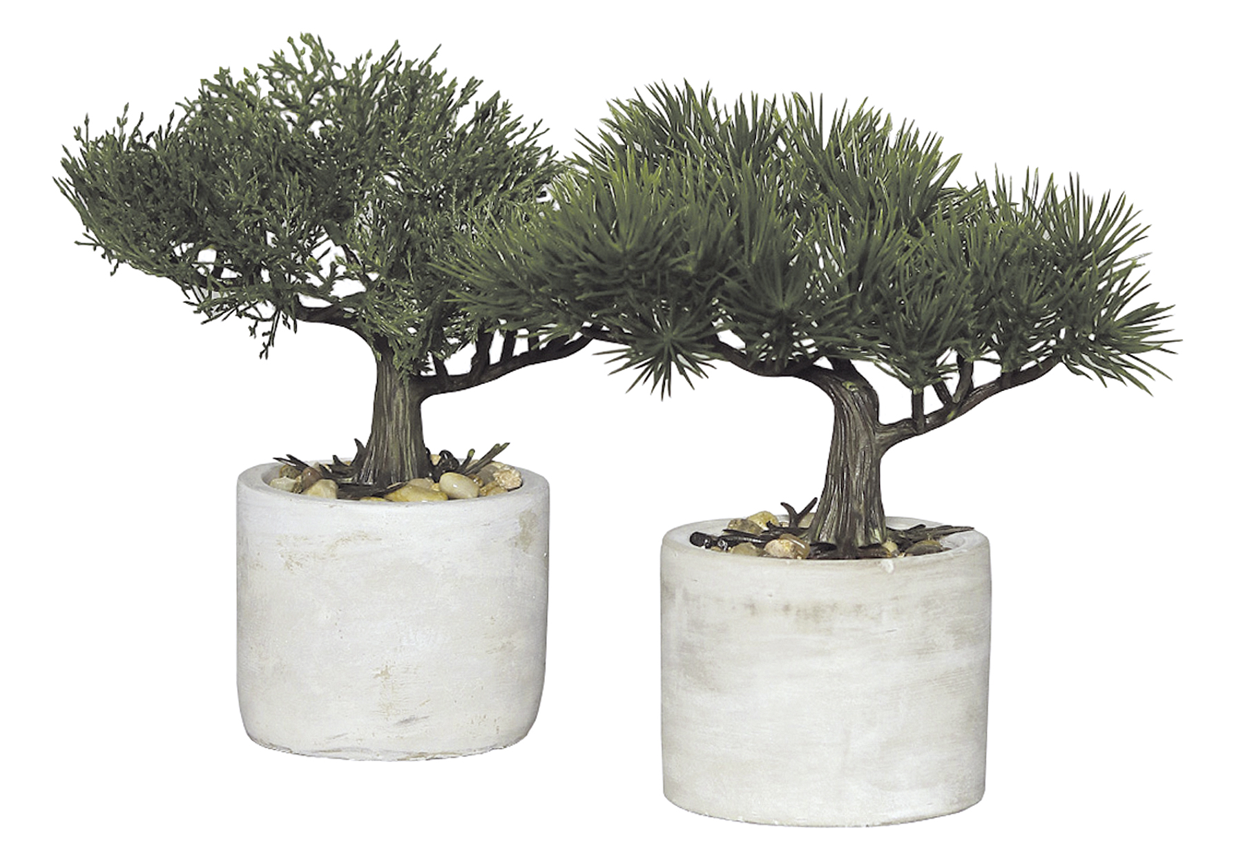 Bonsai im Topf